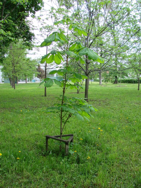 Ornamental Tree Planting in Honolulu, HI