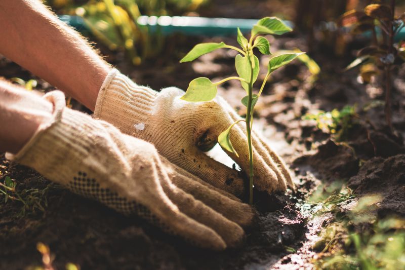 Planting Service in Honolulu, HI