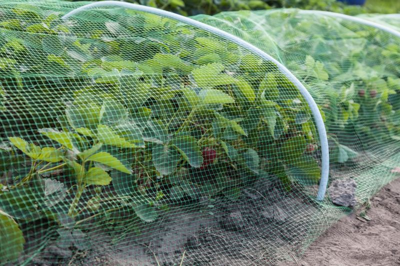 Privacy Hedge Planting in Honolulu, HI