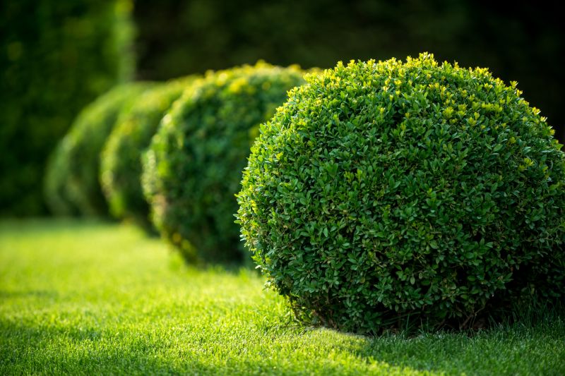 Shrub Planting Service in Honolulu, HI