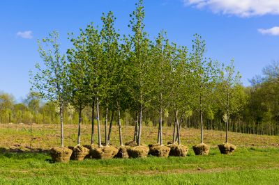 Tree Planting Service in Honolulu, HI